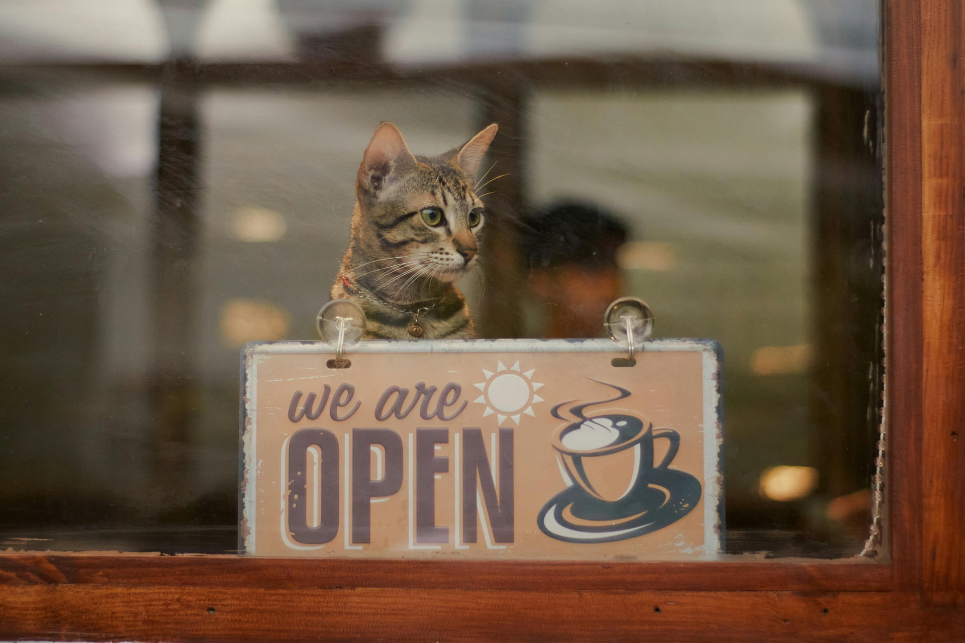 Sign that says Open with cat behind it